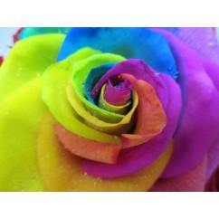 6 rainbow roses – Fleuriste Pour Vous Inc