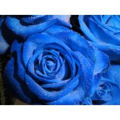 6 Roses bleues - Fleuriste Pour Vous Inc