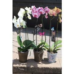 Plante d'orchidée - Fleuriste Pour Vous Inc