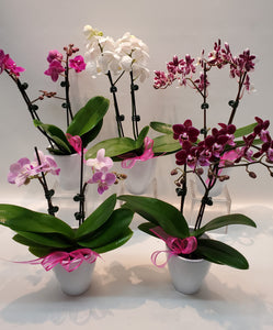 Mini plante d'orchidée